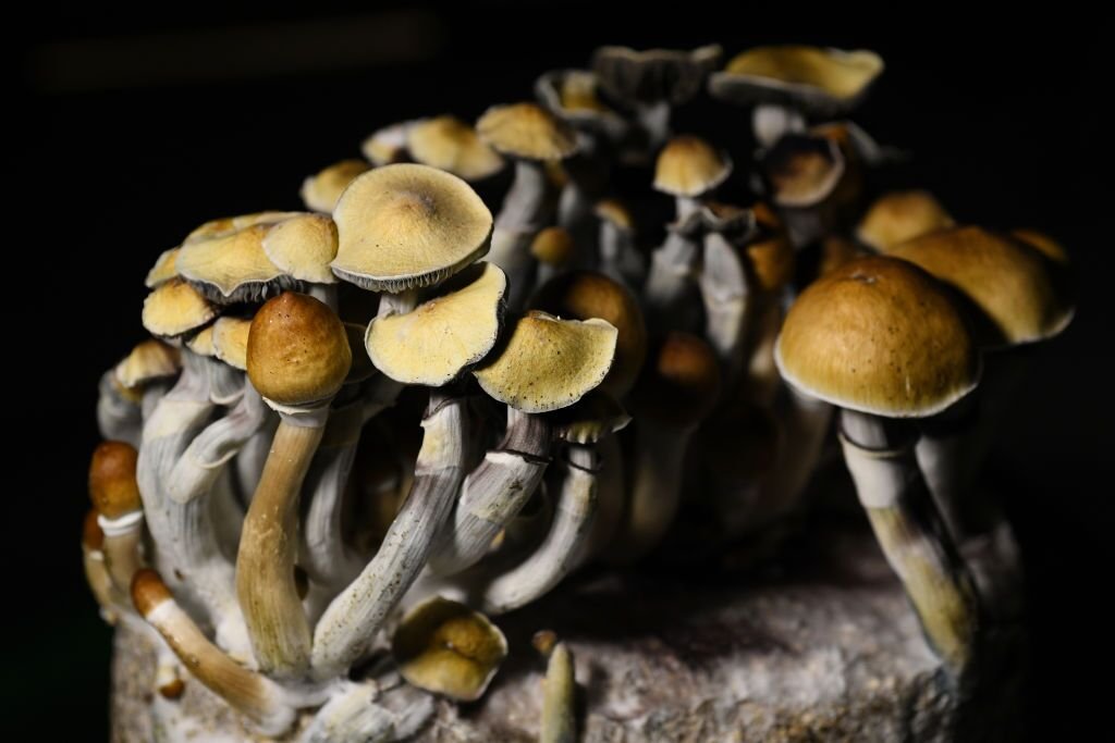 The Complete Guide to Buying Magic Mushrooms Online: What You Need to Know